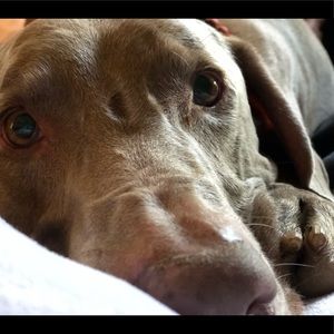 Meet your Posher, Penny